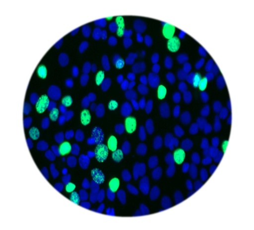 [SA-ASSAY-29] E-Click EdU Cell Proliferation Flow Cytometry Assay Kit (Red, Elab Fluor® 647)
